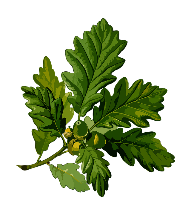 feuille-chene
